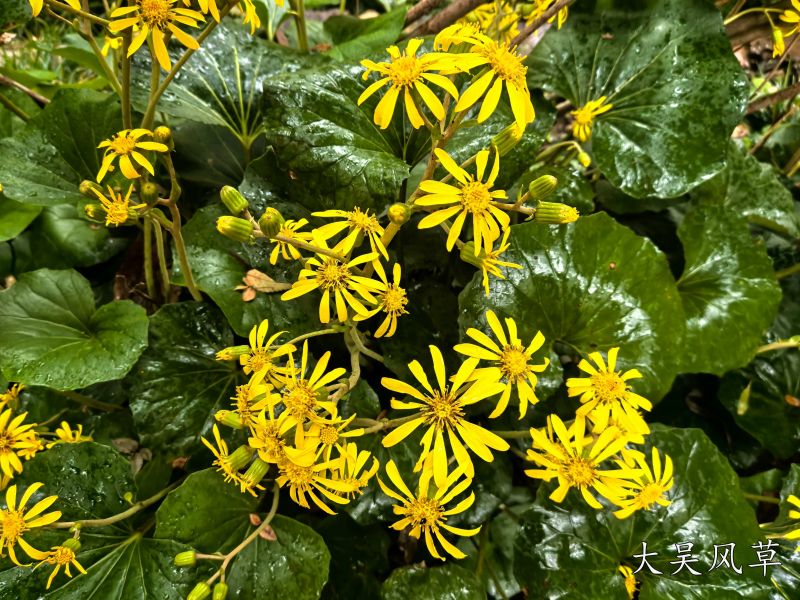 大吴风草